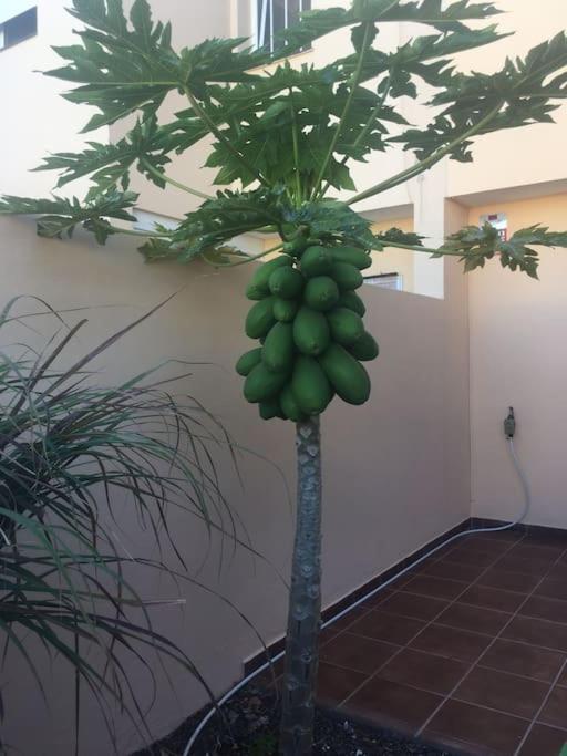 Independiente Estudio En Acogedora Casita De Mai Costa Adeje  Exterior foto
